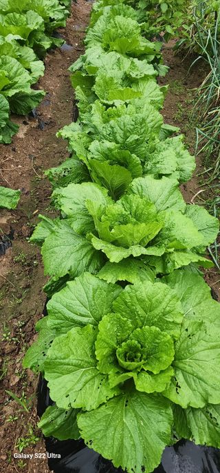 28 268 HQ님의 배추 · 영농일지 작성글 사진