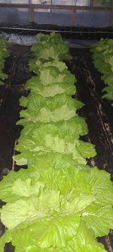 팜모닝 배추·영농일지 게시글 이미지