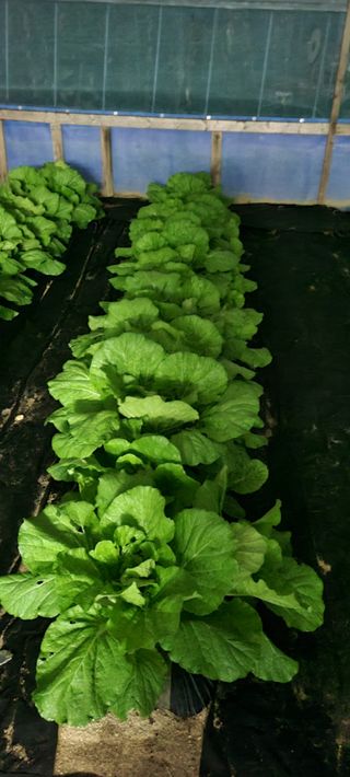 부엉이농사꾼님의 배추 · 영농일지 작성글 사진