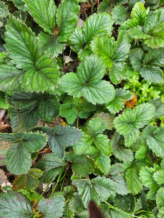 강류담15632님의 고구마 · 영농일지 작성글 사진