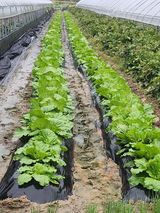 팜모닝 10월 내 농작물 자랑하기·참여글 게시글 이미지