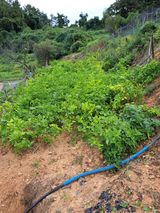 팜모닝 들깨·영농일지 게시글 이미지