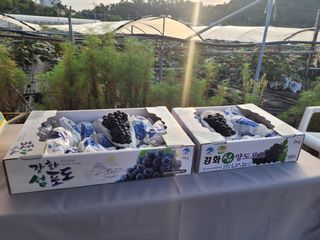 양파7337님의 포도 · 영농일지 작성글 사진