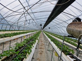 최재식 만나딸기농장님의 딸기 · 영농일지 작성글 사진