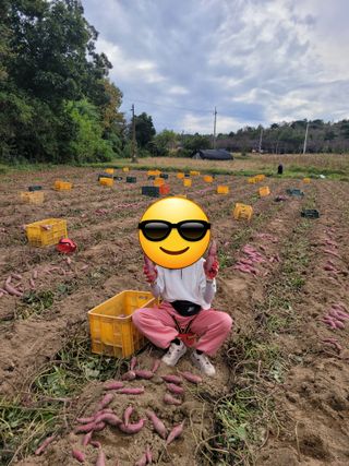 김용민님의 고구마 · 영농일지 작성글 사진