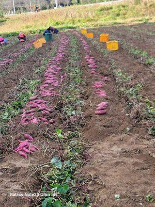 김용민님의 고구마 · 영농일지 작성글 사진