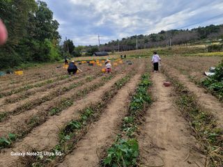 김용민님의 고구마 · 영농일지 작성글 사진