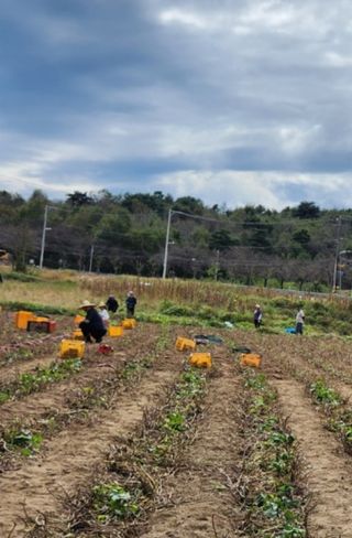 김용민님의 고구마 · 영농일지 작성글 사진