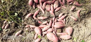 김장수님의 고구마 · 영농일지 작성글 사진