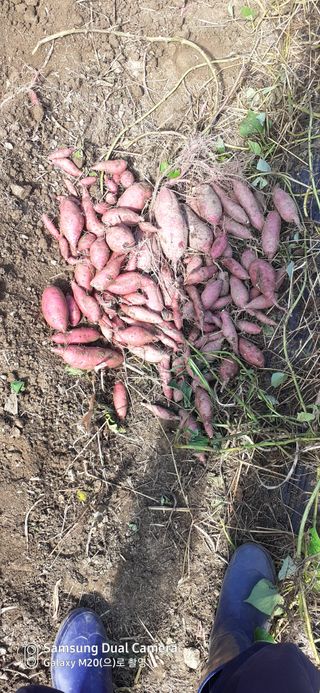 김장수님의 고구마 · 영농일지 작성글 사진