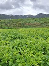 팜모닝 들깨·영농일지 게시글 이미지