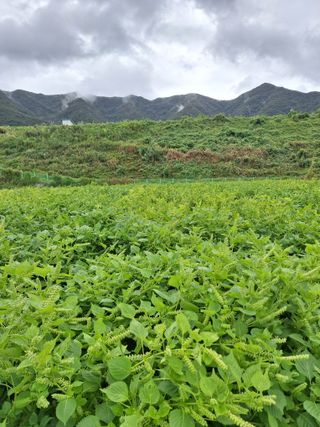 임영택님의 들깨 · 영농일지 작성글 사진