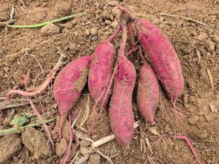 심관흠님의 고구마 · 영농일지 작성글 사진