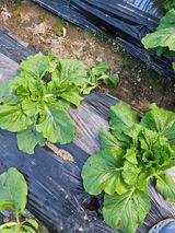 팜모닝 배추·영농일지 게시글 이미지