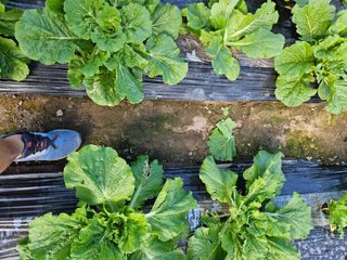 키다리입니다님의 배추 · 영농일지 작성글 사진