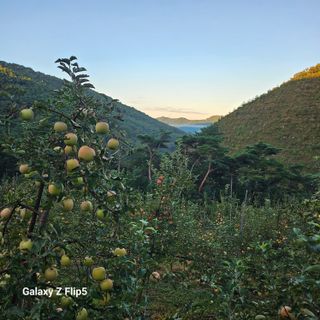 강병학님의 사과 · 영농일지 작성글 사진