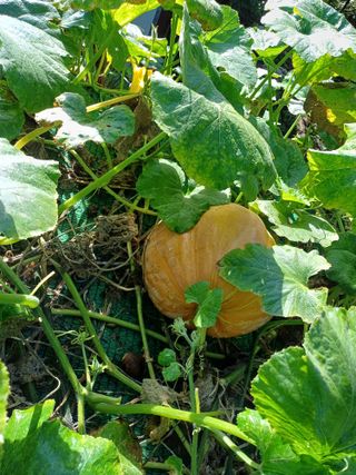 금돌비학님의 호박 · 영농일지 작성글 사진