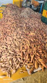 팜모닝 고구마·영농일지 게시글 이미지