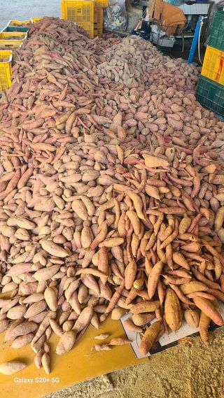 이상훈님의 고구마 · 영농일지 작성글 사진