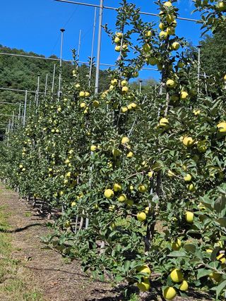 손기홍님의 사과 · 영농일지 작성글 사진