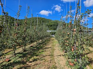 손기홍님의 사과 · 영농일지 작성글 사진
