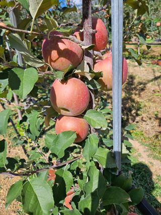 손기홍님의 사과 · 영농일지 작성글 사진