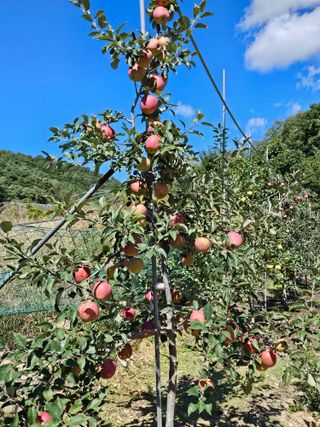 손기홍님의 사과 · 영농일지 작성글 사진