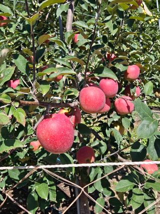 손기홍님의 사과 · 영농일지 작성글 사진