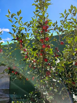 손기홍님의 사과 · 영농일지 작성글 사진