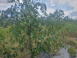 황정호님의 기타작물 · 영농일지 작성글 사진