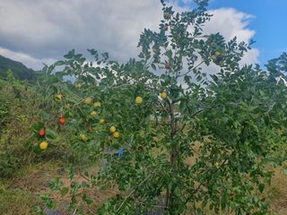황정호님의 기타작물 · 영농일지 작성글 사진