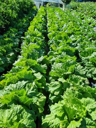 권병☆님의 10월 내 농작물 자랑하기 · 참여글 작성글 사진