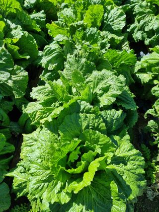 권병☆님의 10월 내 농작물 자랑하기 · 참여글 작성글 사진