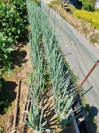 권병☆님의 10월 내 농작물 자랑하기 · 참여글 작성글 사진