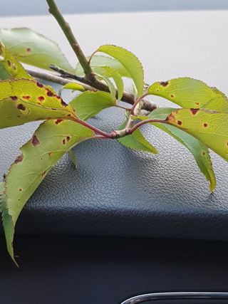 5416님의 매실 · 병해충상담 작성글 사진