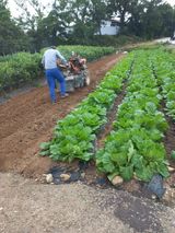 팜모닝 마늘·영농일지 게시글 이미지