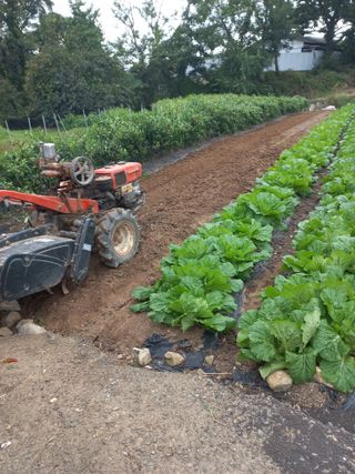 희야님의 마늘 · 영농일지 작성글 사진