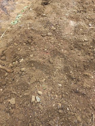 희야님의 마늘 · 영농일지 작성글 사진