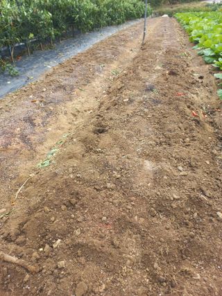 희야님의 마늘 · 영농일지 작성글 사진