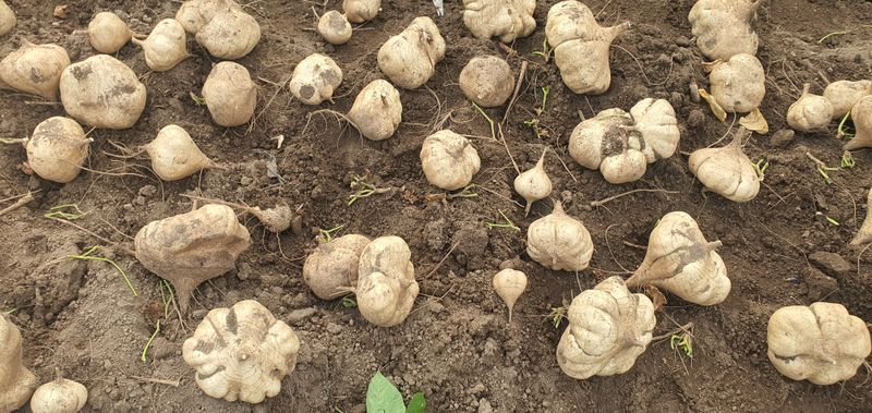 장터 상품 [히카마] 썸네일