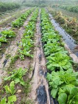 팜모닝 배추·영농일지 게시글 이미지