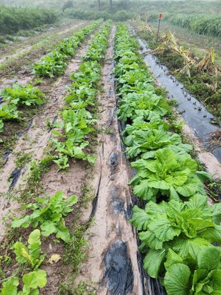 호산님의 배추 · 영농일지 작성글 사진
