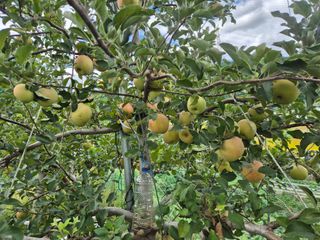 유명호님의 사과 · 영농일지 작성글 사진