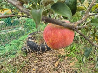 유명호님의 사과 · 영농일지 작성글 사진