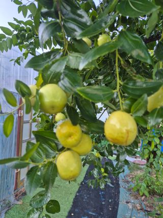 유명호님의 사과 · 영농일지 작성글 사진