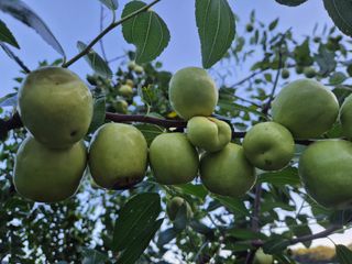 유명호님의 사과 · 영농일지 작성글 사진