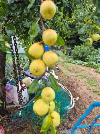 유명호님의 사과 · 영농일지 작성글 사진