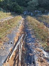 팜모닝 고추·영농일지 게시글 이미지