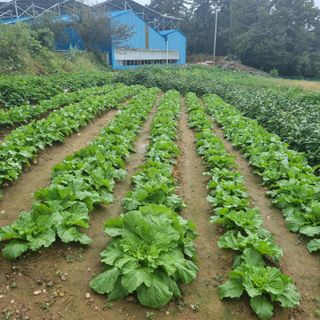 농부(양수)님의 10월 내 농작물 자랑하기 · 참여글 작성글 사진