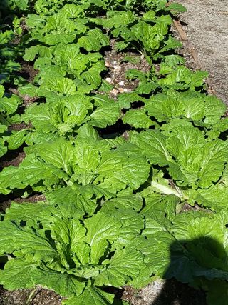 정원초보농군님의 배추 · 영농일지 작성글 사진